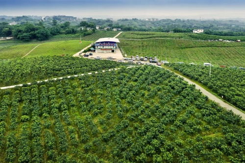 江津區：打造全國重要花椒集散地與交易中心，夯實種業根基