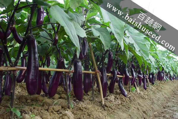 廣東粵蔬貝司特3號長茄 農(nóng)科院遲熟高產(chǎn)品種，畝產(chǎn)超5000公斤的種植優(yōu)選