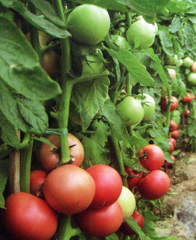 西安常豐園種業(yè)有限責(zé)任公司 種業(yè)科技，豐收之源